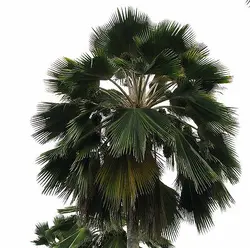 بذر نخل فیجی  <br> بسته یک عددی <br> Fiji Fan Palm <br><i><b>  Pritchardia pacifica </i> Seeds </b>