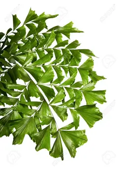 بذر نخل کاریوتا دم ماهی <br> بسته 5 عددی <br> Clustering Fishtail Palm Seeds  <br><i><b> Caryota mitis </i> Seeds</b>