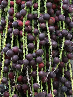 بذر نخل کاریوتا دم ماهی <br> بسته 5 عددی <br> Clustering Fishtail Palm Seeds  <br><i><b> Caryota mitis </i> Seeds</b>