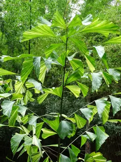 بذر نخل کاریوتا دم ماهی <br> بسته 5 عددی <br> Clustering Fishtail Palm Seeds  <br><i><b> Caryota mitis </i> Seeds</b>