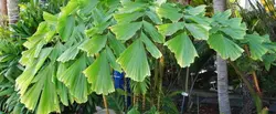 بذر نخل کاریوتا دم ماهی <br> بسته 5 عددی <br> Clustering Fishtail Palm Seeds  <br><i><b> Caryota mitis </i> Seeds</b>
