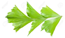 بذر نخل کاریوتا دم ماهی <br> بسته 5 عددی <br> Clustering Fishtail Palm Seeds  <br><i><b> Caryota mitis </i> Seeds</b>