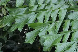 بذر نخل کاریوتا دم ماهی <br> بسته 5 عددی <br> Clustering Fishtail Palm Seeds  <br><i><b> Caryota mitis </i> Seeds</b>