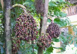 بذر نخل کاریوتا دم ماهی <br> بسته 5 عددی <br> Clustering Fishtail Palm Seeds  <br><i><b> Caryota mitis </i> Seeds</b>