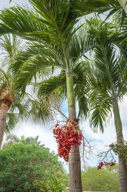 بذر نخل کریسمس <br> بسته یک عددی  Christmas Palm Seeds <br><i><b> Adonidia merrillii </i> Seeds</b>