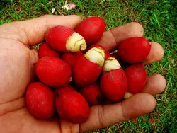 بذر نخل کریسمس <br> بسته یک عددی  Christmas Palm Seeds <br><i><b> Adonidia merrillii </i> Seeds</b>
