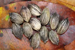 بذر نخل کریسمس <br> بسته یک عددی  Christmas Palm Seeds <br><i><b> Adonidia merrillii </i> Seeds</b>