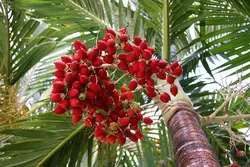 بذر نخل کریسمس <br> بسته یک عددی  Christmas Palm Seeds <br><i><b> Adonidia merrillii </i> Seeds</b>