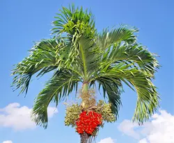 بذر نخل کریسمس <br> بسته یک عددی  Christmas Palm Seeds <br><i><b> Adonidia merrillii </i> Seeds</b>