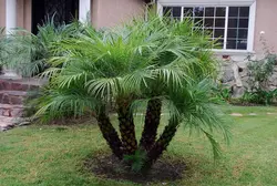 بذر نخل کوتوله ققنوس <br> تعداد 5 عدد بذر <br> Pygmy Date Palm <br><i><b> Phoenix roebelenii </i> Seeds </b>