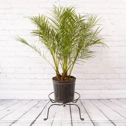 بذر نخل کوتوله ققنوس <br> تعداد 5 عدد بذر <br> Pygmy Date Palm <br><i><b> Phoenix roebelenii </i> Seeds </b>