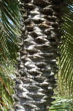 بذر نخل کوتوله ققنوس <br> تعداد 5 عدد بذر <br> Pygmy Date Palm <br><i><b> Phoenix roebelenii </i> Seeds </b>