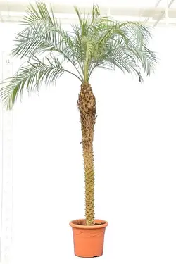بذر نخل کوتوله ققنوس <br> تعداد 5 عدد بذر <br> Pygmy Date Palm <br><i><b> Phoenix roebelenii </i> Seeds </b>