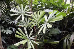 بذر نخل لیکوالا سوزنی <br> بسته یک عددی <br> Mangrove Fan Palm Seeds <br><i><b> Licuala spinosa </i> Seeds </b>