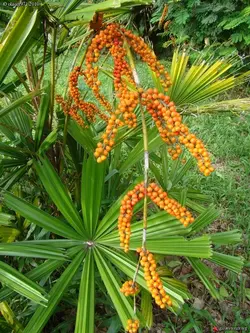 بذر نخل لیکوالا سوزنی <br> بسته یک عددی <br> Mangrove Fan Palm Seeds <br><i><b> Licuala spinosa </i> Seeds </b>