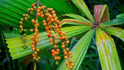 بذر نخل لیکوالا سوزنی <br> بسته یک عددی <br> Mangrove Fan Palm Seeds <br><i><b> Licuala spinosa </i> Seeds </b>