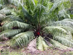 بذر نخل روغنی آمریکایی <br> تعداد یک عدد بذر <br> American Oil  Palm <br><i><b> Elaeis oleifera </i> Seeds</b>