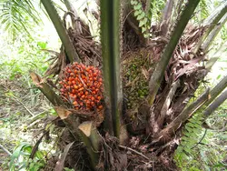 بذر نخل روغنی آفریقایی <br> تعداد یک عدد بذر <br> African Oil  Palm <br><i><b> Elaeis guineensis </i> Seeds</b>