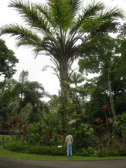 بذر نخل روغنی آفریقایی <br> تعداد یک عدد بذر <br> African Oil  Palm <br><i><b> Elaeis guineensis </i> Seeds</b>