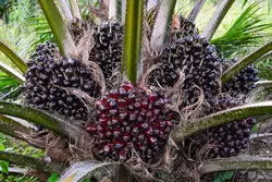 بذر نخل روغنی آفریقایی <br> تعداد یک عدد بذر <br> African Oil  Palm <br><i><b> Elaeis guineensis </i> Seeds</b>