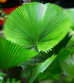 بذر نخل لیکوالا کورداتا <br> تعداد یک عدد بذر <br> Licuala cordata Palm <br><i><b> Licuala cordata </i> Seeds </b>