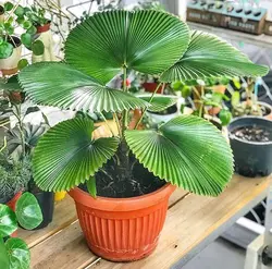 بذر نخل لیکوالا کورداتا <br> تعداد یک عدد بذر <br> Licuala cordata Palm <br><i><b> Licuala cordata </i> Seeds </b>