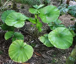 بذر نخل لیکوالا کورداتا <br> تعداد یک عدد بذر <br> Licuala cordata Palm <br><i><b> Licuala cordata </i> Seeds </b>