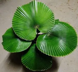 بذر نخل لیکوالا کورداتا <br> تعداد یک عدد بذر <br> Licuala cordata Palm <br><i><b> Licuala cordata </i> Seeds </b>