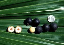 بذر نخل لیویستونا استرالیایی <br> بسته یک عددی <br> Cabbage Tree Palm Seeds <br><i><b> Livistona australis </i> Seeds</b>