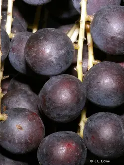 بذر نخل لیویستونا استرالیایی <br> بسته یک عددی <br> Cabbage Tree Palm Seeds <br><i><b> Livistona australis </i> Seeds</b>