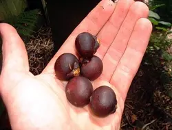 بذر نخل لیویستونا استرالیایی <br> بسته یک عددی <br> Cabbage Tree Palm Seeds <br><i><b> Livistona australis </i> Seeds</b>