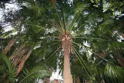 بذر نخل لیویستونا استرالیایی <br> بسته یک عددی <br> Cabbage Tree Palm Seeds <br><i><b> Livistona australis </i> Seeds</b>