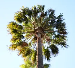 بذر نخل لیویستونا استرالیایی <br> بسته یک عددی <br> Cabbage Tree Palm Seeds <br><i><b> Livistona australis </i> Seeds</b>