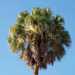 بذر نخل لیویستونا استرالیایی <br> بسته یک عددی <br> Cabbage Tree Palm Seeds <br><i><b> Livistona australis </i> Seeds</b>