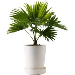 بذر نخل لیویستونا برگ گرد <br> بسته یک عددی <br> Round Leaf Fountain Palm <br><i><b> Livistona rotundifolia </i> Seeds </b>