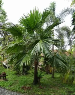 بذر نخل لیویستونا ساریباس <br> بسته یک عددی  <br> Taraw Palm <br><i><b> Livistona saribus  </i> Seeds </b>