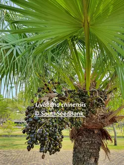 بذر نخل لیویستونا چینی <br> بسته یک عددی  <br> Chinese Fan Palm <br><i><b> Livistona chinensis </i> Seeds </b>