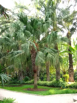 بذر نخل لیویستونا چینی <br> بسته یک عددی  <br> Chinese Fan Palm <br><i><b> Livistona chinensis </i> Seeds </b>
