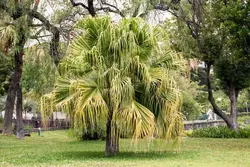 بذر نخل لیویستونا چینی <br> بسته یک عددی  <br> Chinese Fan Palm <br><i><b> Livistona chinensis </i> Seeds </b>