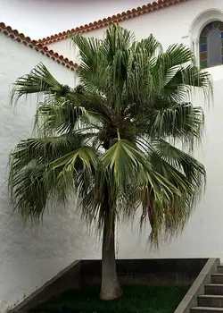 بذر نخل لیویستونا چینی <br> بسته یک عددی  <br> Chinese Fan Palm <br><i><b> Livistona chinensis </i> Seeds </b>