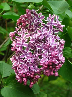بذر یاس خوشه ای بنفش  بسته 5 عددی  Purple Lilac Seeds  Syringa vulgaris 'Purple' Seeds