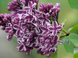 بذر یاس خوشه ای بنفش  بسته 5 عددی  Purple Lilac Seeds  Syringa vulgaris 'Purple' Seeds