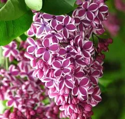 بذر یاس خوشه ای بنفش  بسته 5 عددی  Purple Lilac Seeds  Syringa vulgaris 'Purple' Seeds