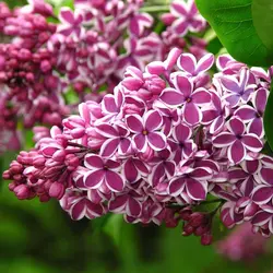 بذر یاس خوشه ای بنفش  بسته 5 عددی  Purple Lilac Seeds  Syringa vulgaris 'Purple' Seeds