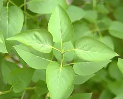 بذر یاس خوشه ای بنفش  بسته 5 عددی  Purple Lilac Seeds  Syringa vulgaris 'Purple' Seeds
