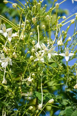 بذر یاسمین درختی هندی <br> بسته 5 عددی <br> Indian Tree Jasmine Seeds <br><i><b> Millingtonia hortensis </i> Seeds</b>
