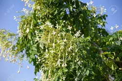 بذر یاسمین درختی هندی <br> بسته 5 عددی <br> Indian Tree Jasmine Seeds <br><i><b> Millingtonia hortensis </i> Seeds</b>