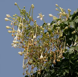 بذر یاسمین درختی هندی <br> بسته 5 عددی <br> Indian Tree Jasmine Seeds <br><i><b> Millingtonia hortensis </i> Seeds</b>