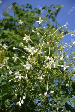 بذر یاسمین درختی هندی <br> بسته 5 عددی <br> Indian Tree Jasmine Seeds <br><i><b> Millingtonia hortensis </i> Seeds</b>