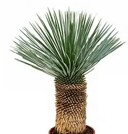 بذر یوکا آمریکایی <br> بسته 5 عددی <br> Beaked Yucca <br><i><b> Yucca rostrata  </i> Seeds </b>